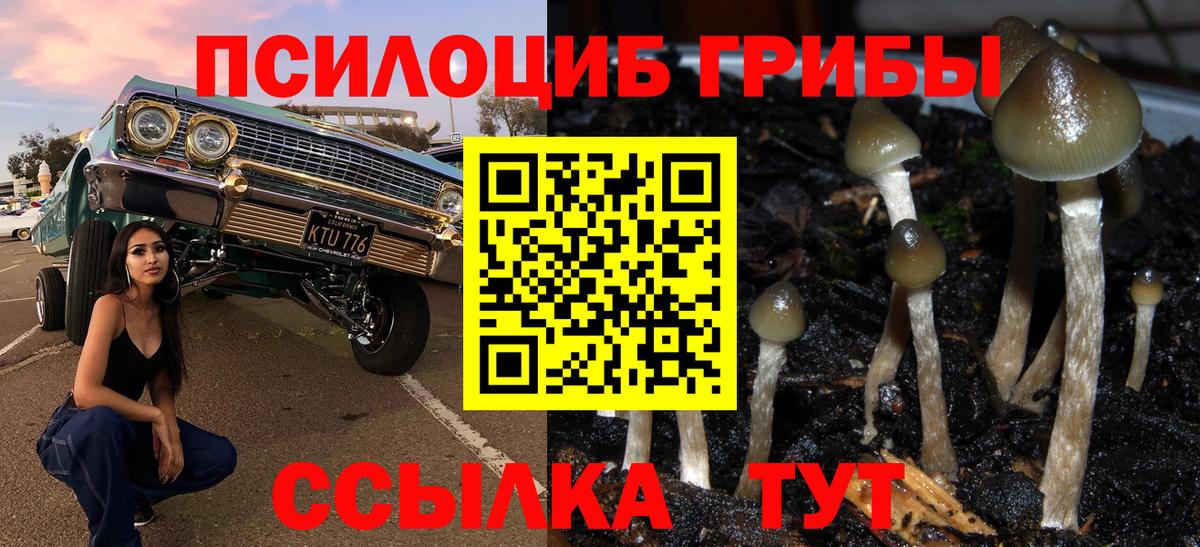 Боровичи  Галлюциногенные грибы Psilocybine cubensis  Вход с VPN  Псилоцибиновые грибы Psilocybe 